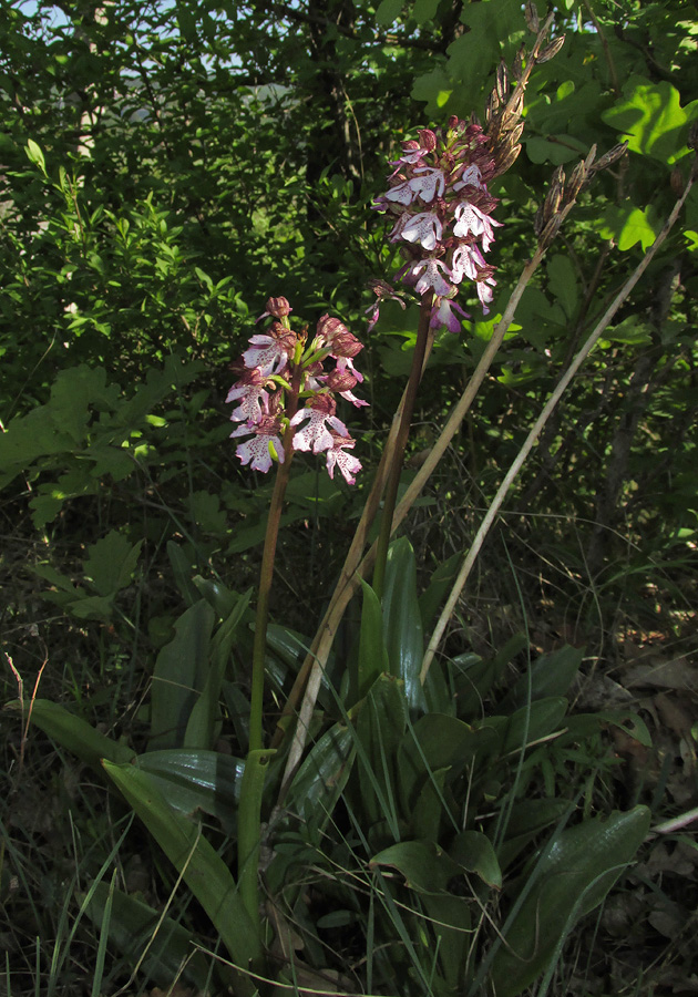 Image of Orchis purpurea specimen.