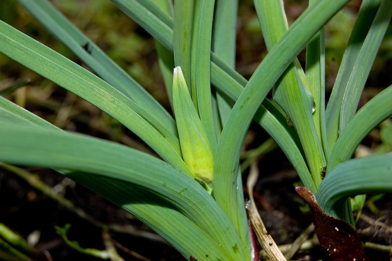 Изображение особи род Allium.