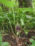 Arum maculatum. Цветущее растение. Крым, долина р. Бурульча, буковый лес вблизи русла. 13 мая 2018 г.