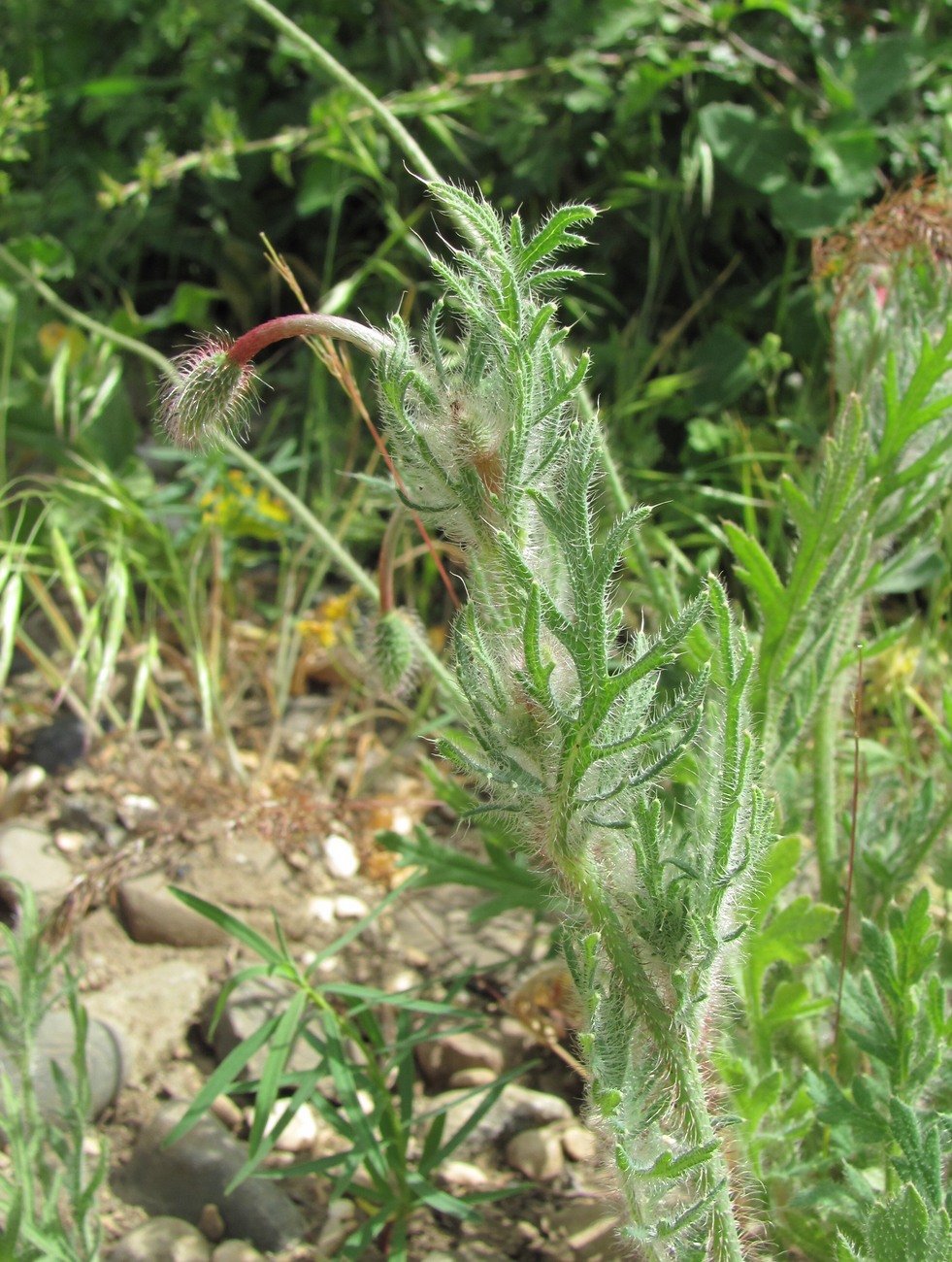 Изображение особи Papaver hybridum.