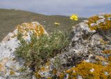 genus Potentilla. Цветущее растение. Крым, Керченский п-ов, мыс Казантип, петрофитная степь на приморском склоне, в расщелине скалы. 26.05.2018.