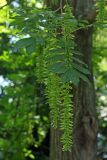Pterocarya stenoptera. Верхушка ветви с соплодиями. Узбекистан, г. Ташкент, Ботанический сад им. Ф.Н. Русанова. 06.06.2018.