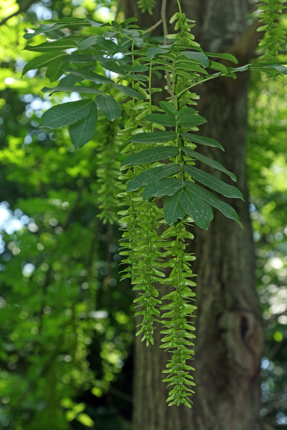 Image of Pterocarya stenoptera specimen.