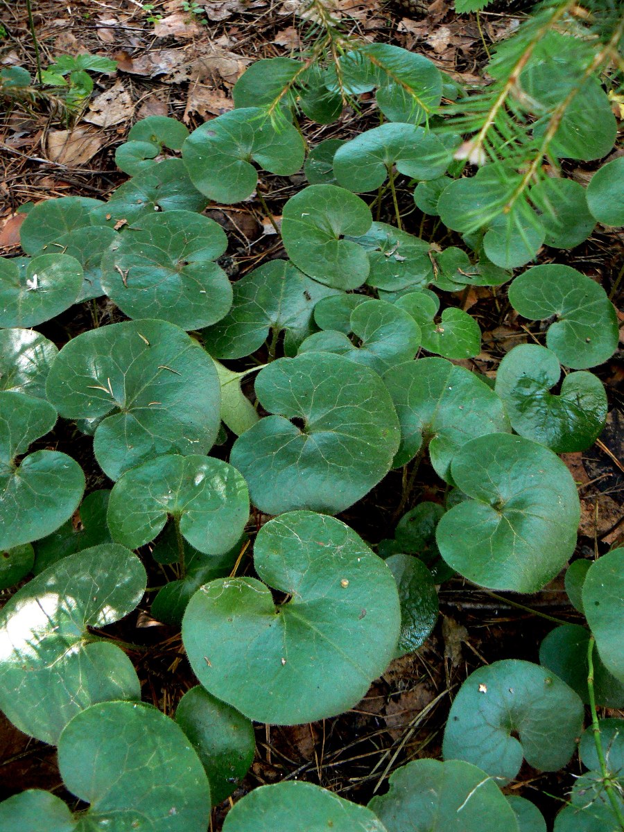 Image of Asarum europaeum specimen.