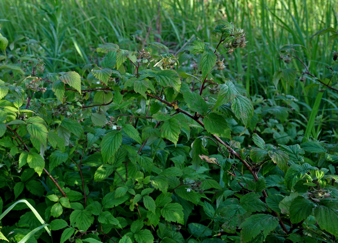 Изображение особи Rubus idaeus.