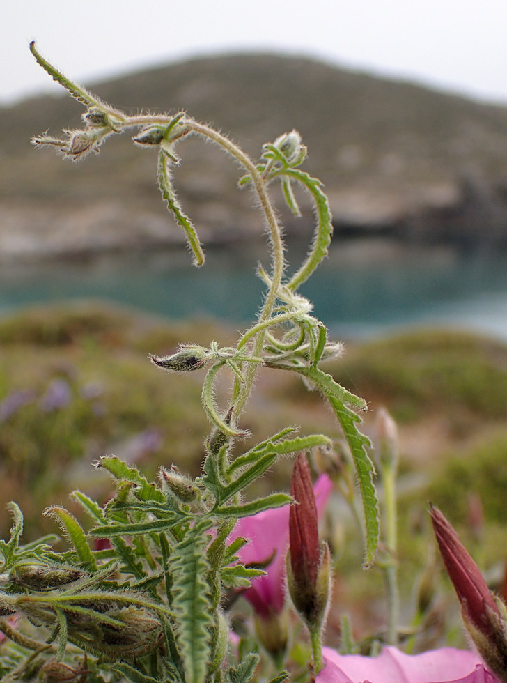 Image of Convolvulus althaeoides specimen.