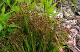 Juncus articulatus. Плодоносящие растения. Москва, Новогиреево, западный берег Б. Перовского пруда. 04.07.2018.