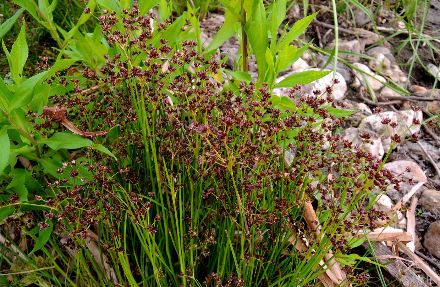 Изображение особи Juncus articulatus.