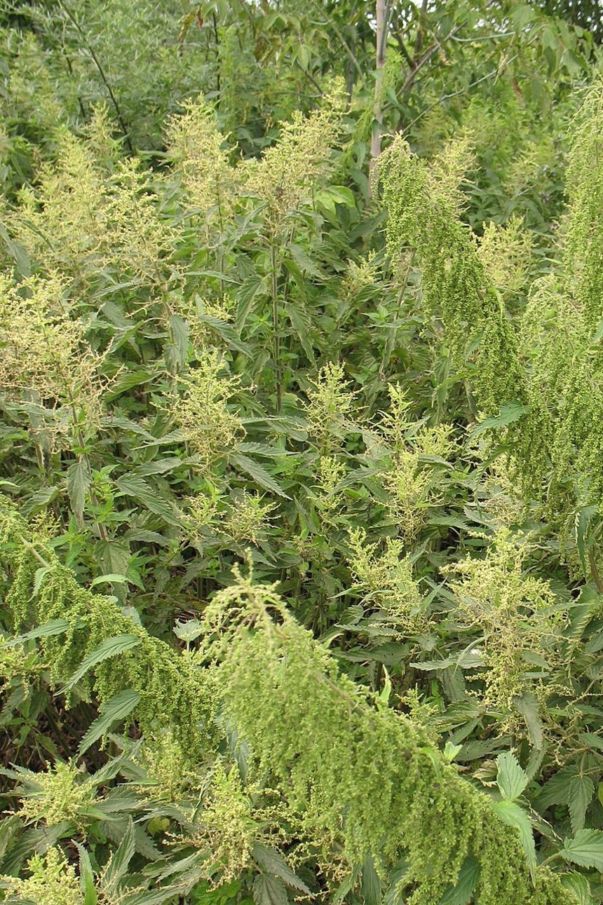 Image of Urtica dioica specimen.