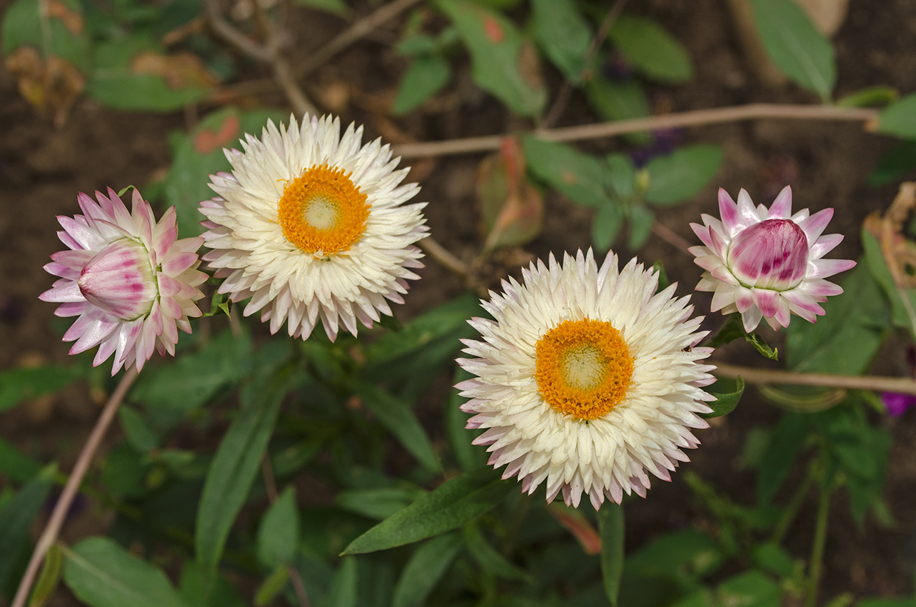 Image of Xerochrysum bracteatum specimen.