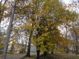genus Crataegus