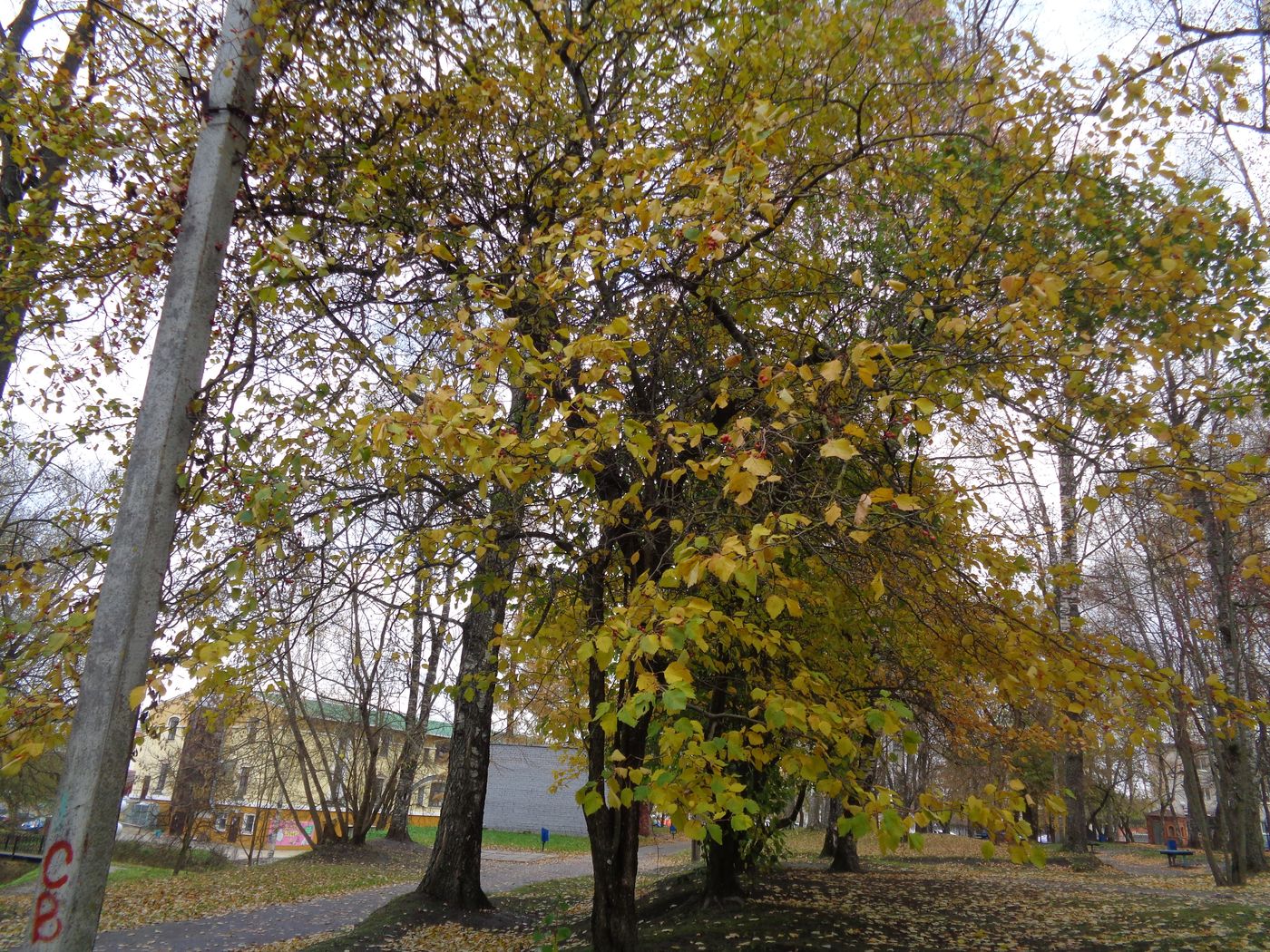 Image of genus Crataegus specimen.