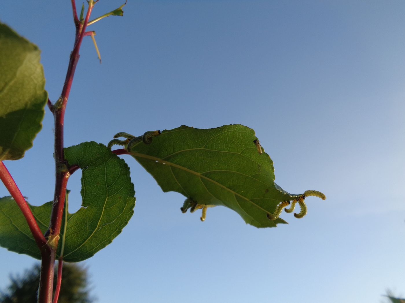 Изображение особи Populus &times; sibirica.