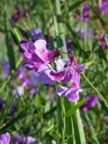 Lathyrus pilosus