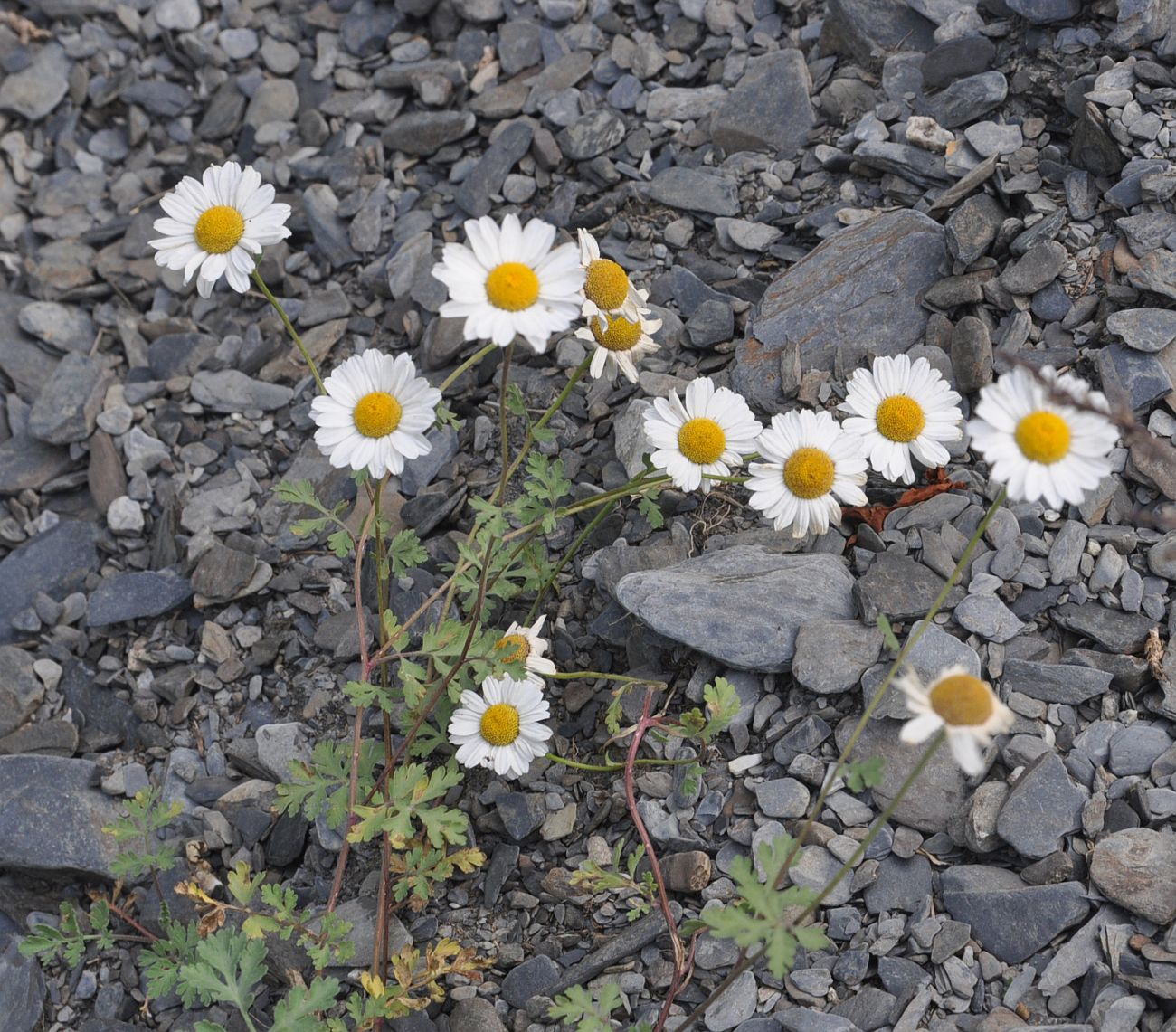 Image of genus Pyrethrum specimen.