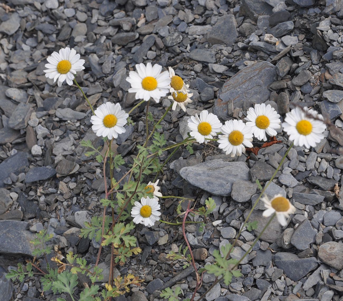 Изображение особи род Pyrethrum.