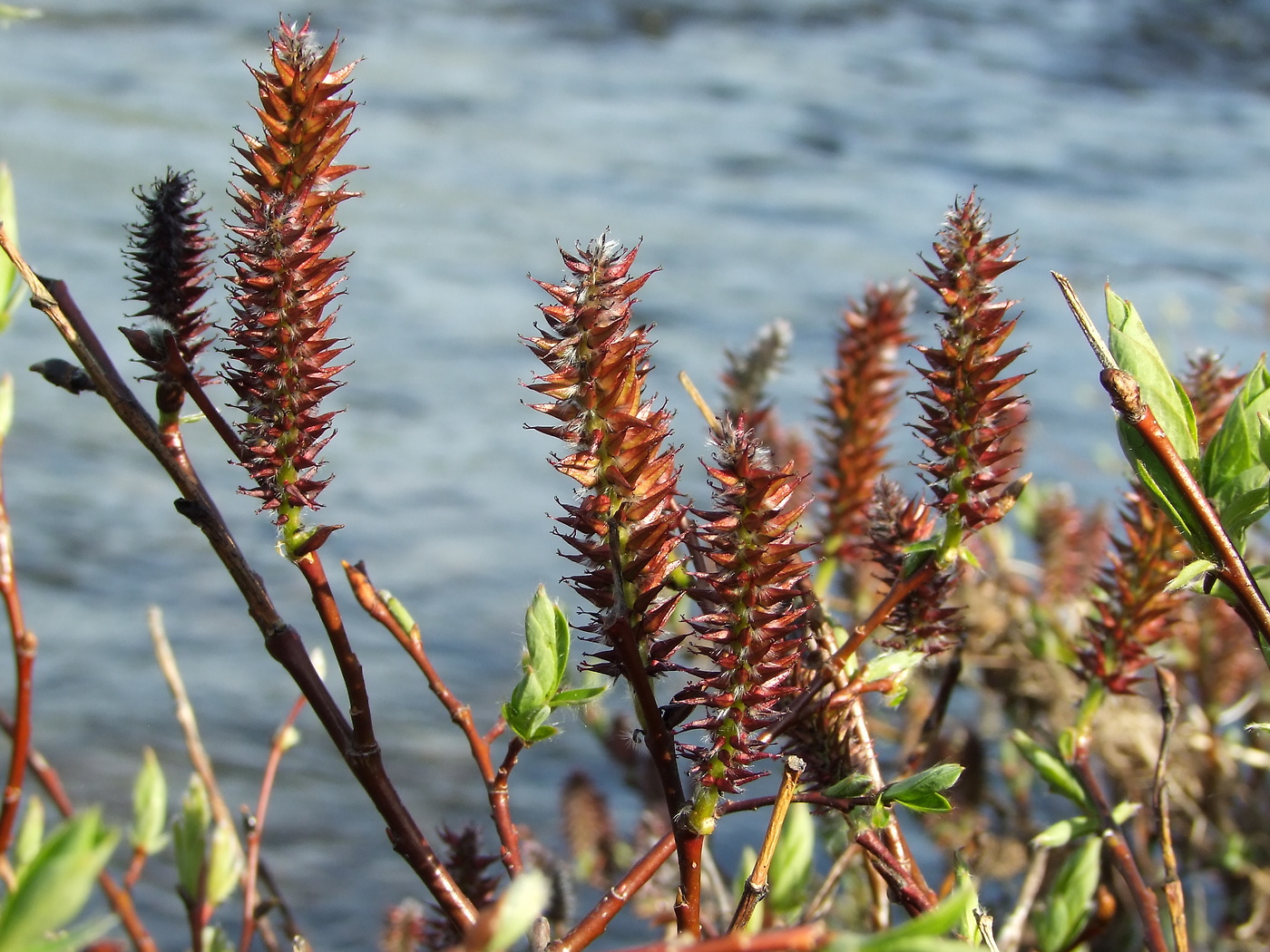 Изображение особи Salix saxatilis.