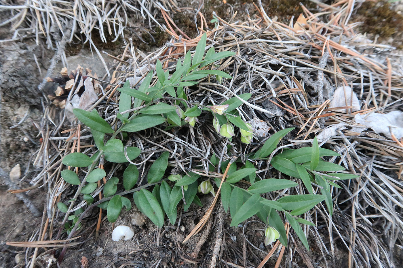 Image of Polygala sibirica specimen.