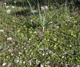 Ranunculus bullatus ssp. cytheraeus