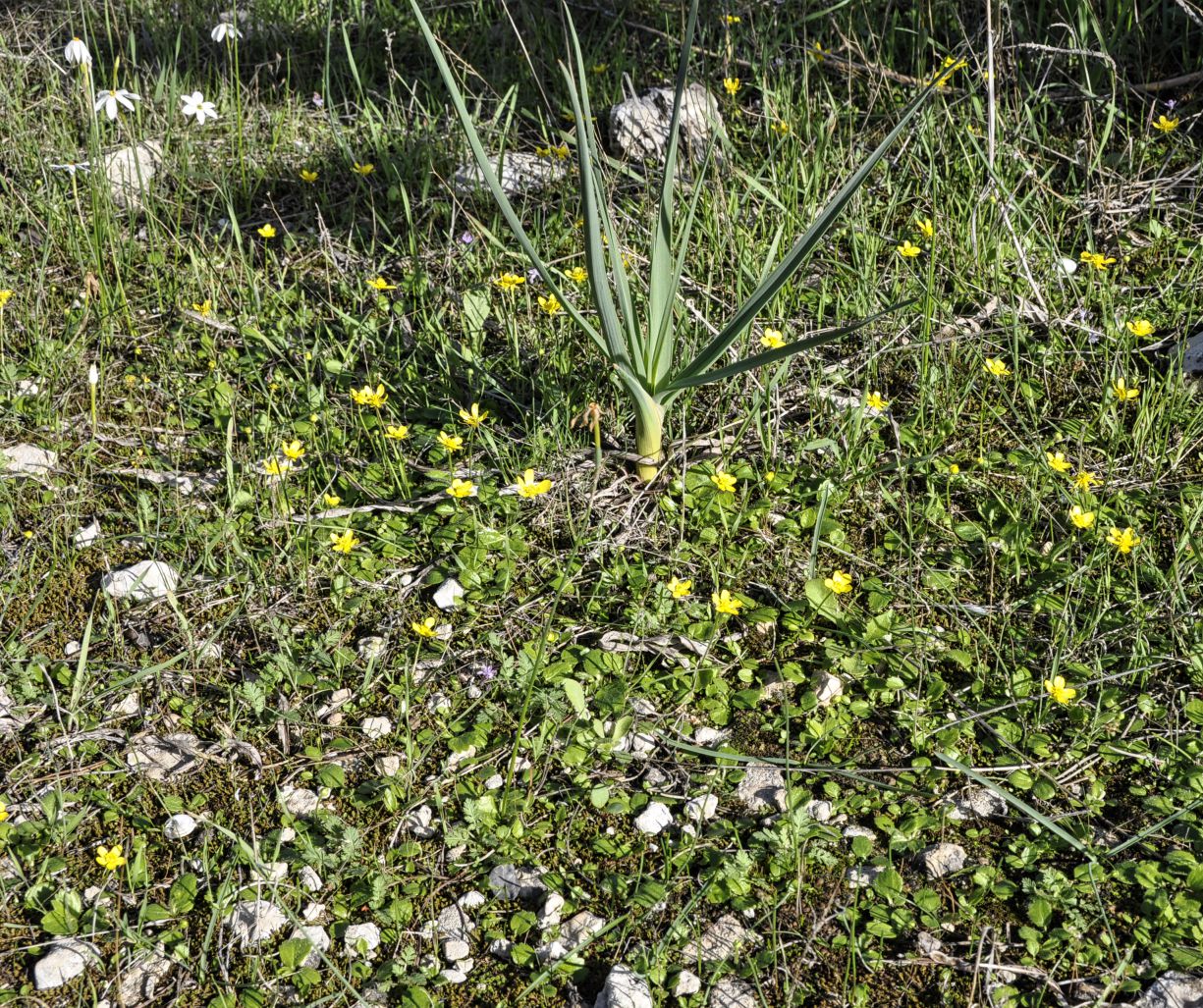 Image of Ranunculus bullatus ssp. cytheraeus specimen.