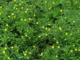 Potentilla supina ssp. paradoxa