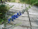 род Delphinium. Соцветие. Донецк, бот. сад. 16.06.2018.