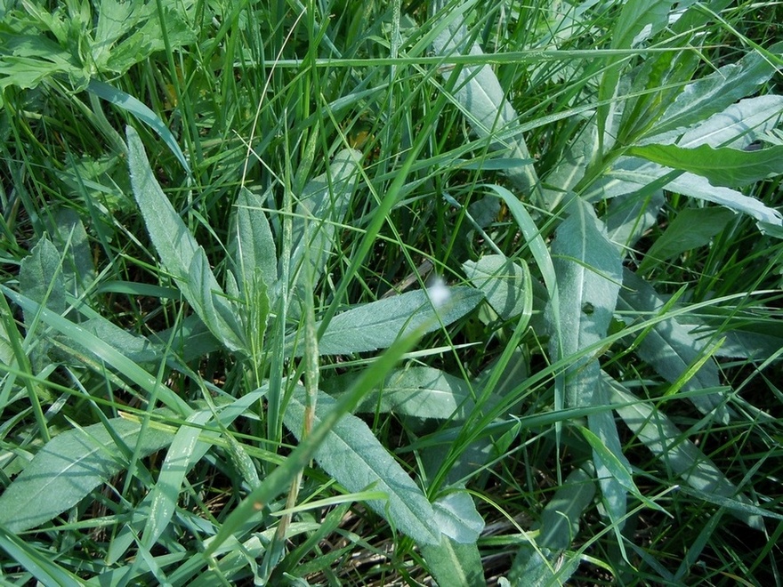 Image of Cirsium incanum specimen.
