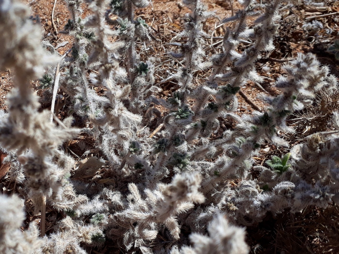 Изображение особи Echium angustifolium.