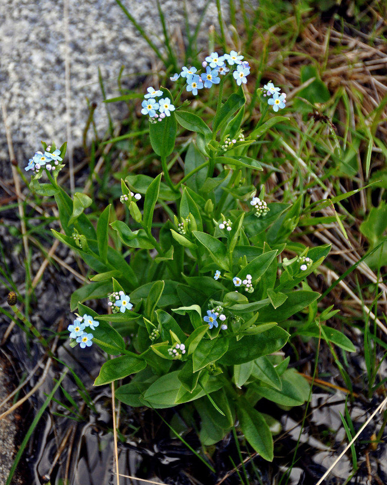 Изображение особи Myosotis palustris.