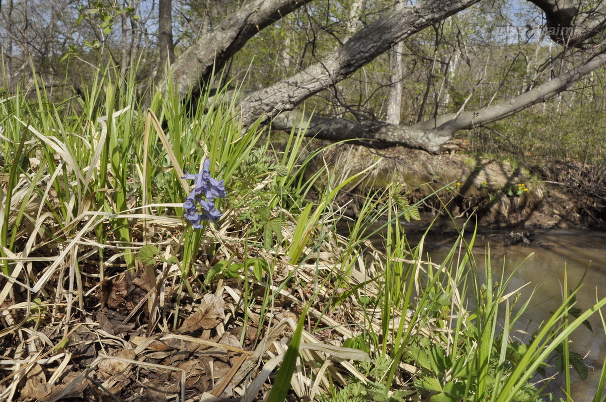 Image of Corydalis fumariifolia specimen.