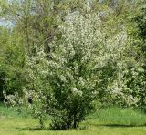 Malus prunifolia. Цветущее дерево. Казахстан, Восточно-Казахстанская обл., г. Усть-Каменогорск, Архитектурно-ландшафтный музей-заповедник, в культуре. 20.05.2018.