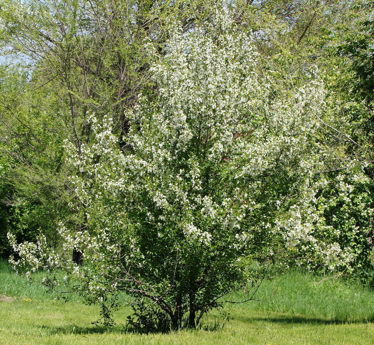 Image of Malus prunifolia specimen.