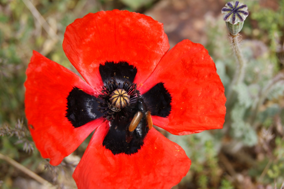 Image of Papaver bipinnatum specimen.