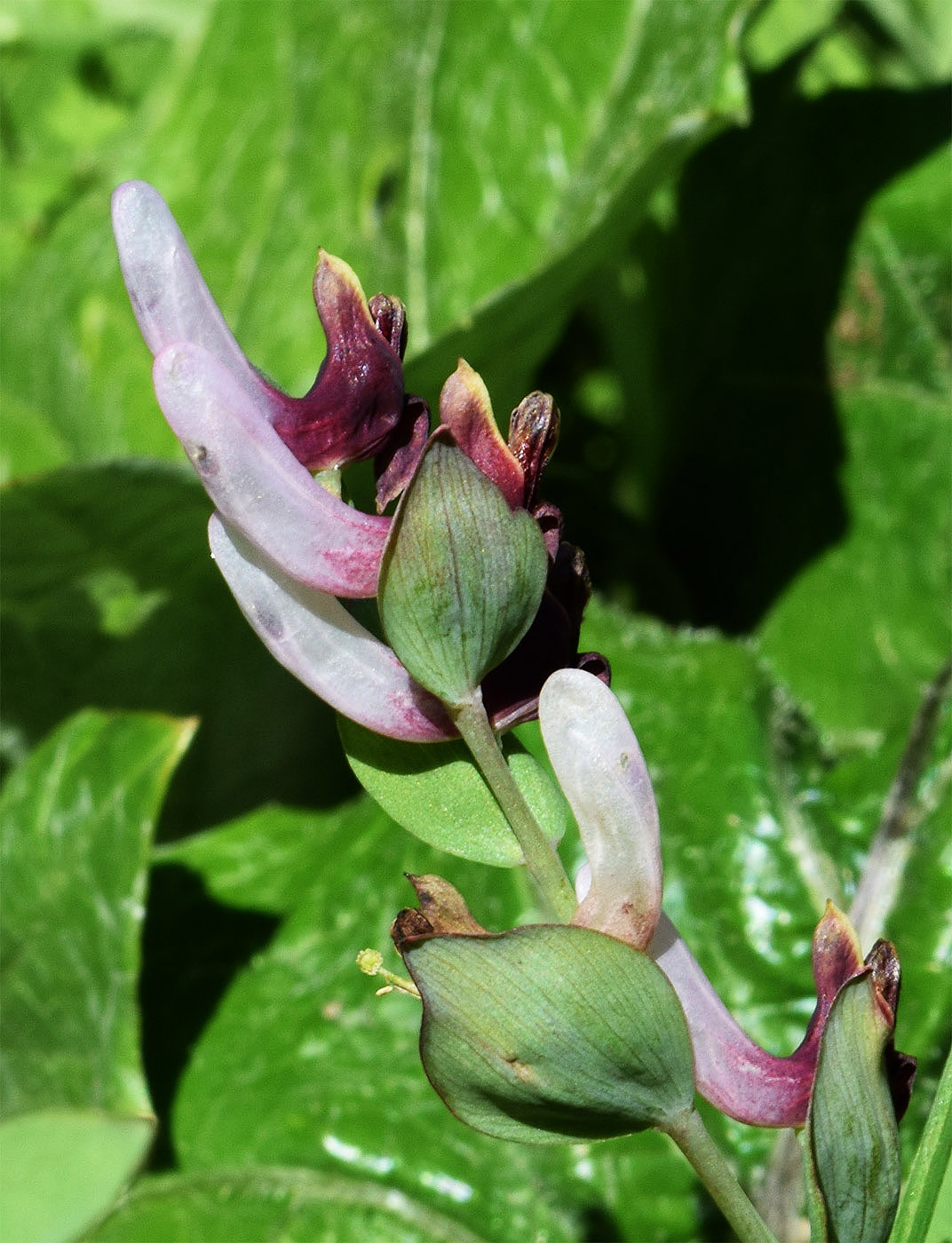 Image of Corydalis ledebouriana specimen.