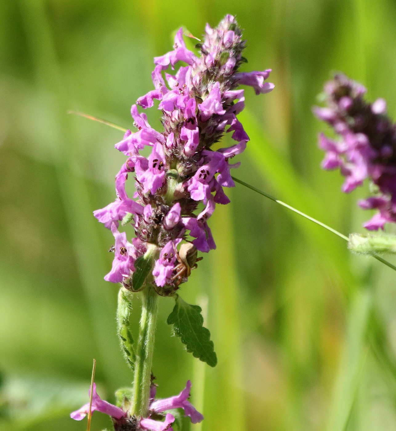 Изображение особи Betonica officinalis.