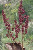 Rheum maximowiczii