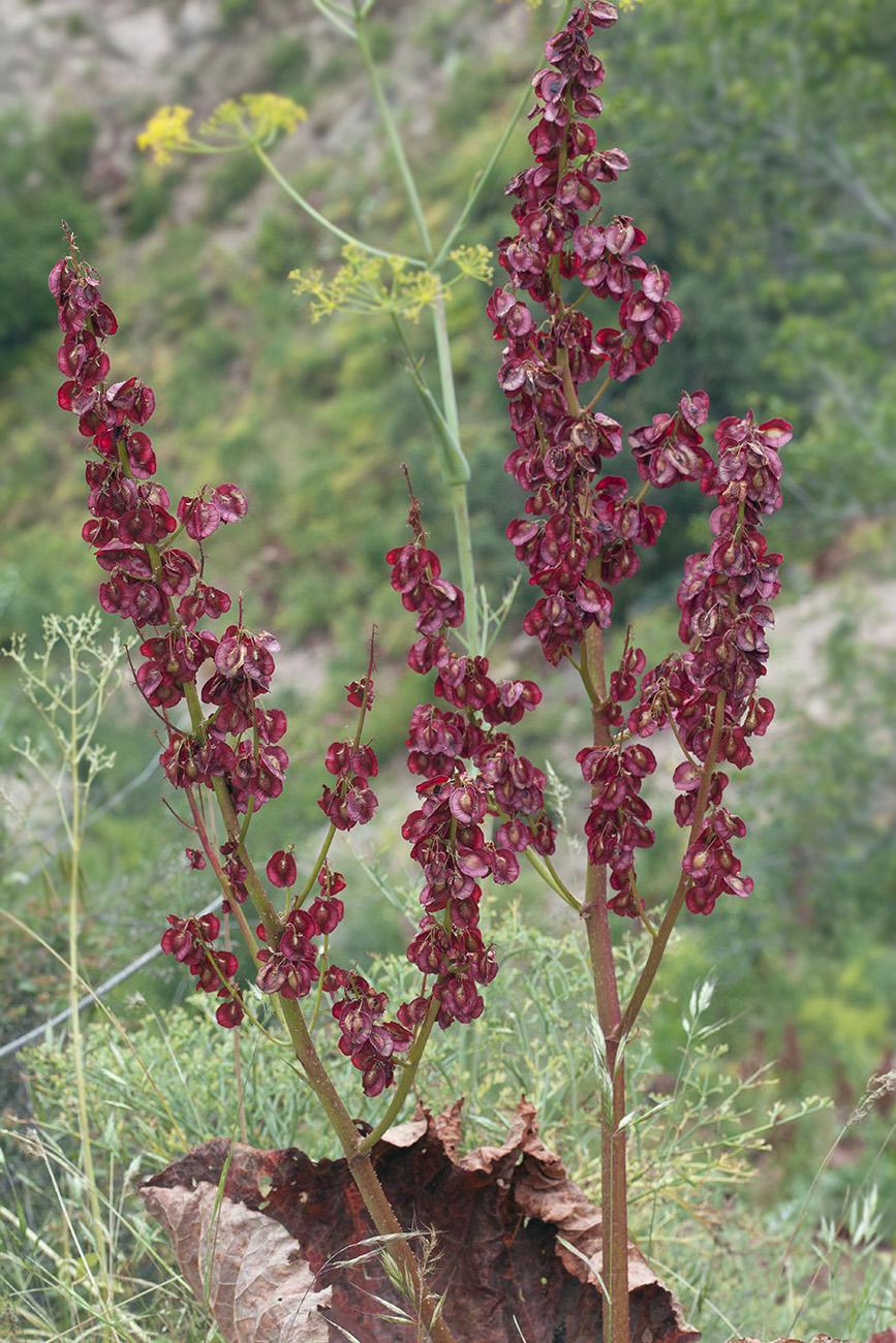 Image of Rheum maximowiczii specimen.