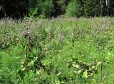 Phlomoides tuberosa