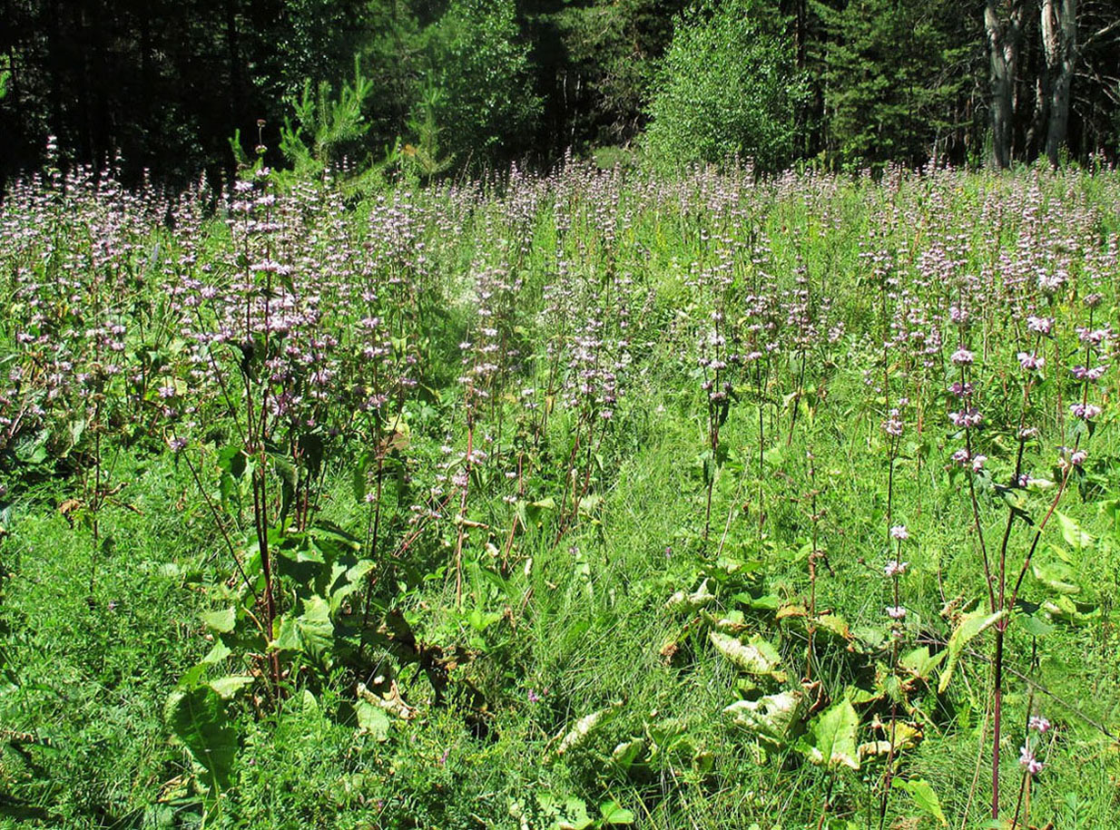 Image of Phlomoides tuberosa specimen.