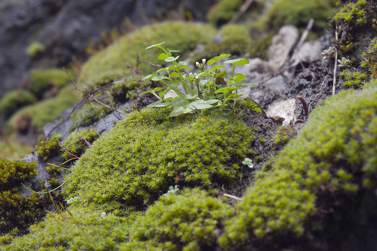 Image of Cardamine hirsuta specimen.