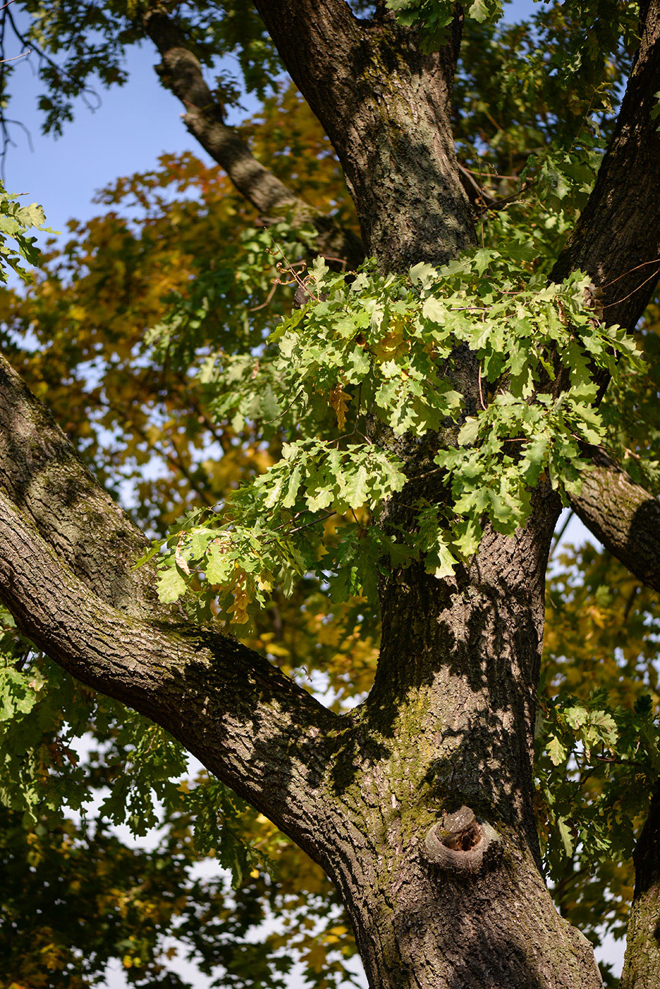 Image of Quercus robur specimen.