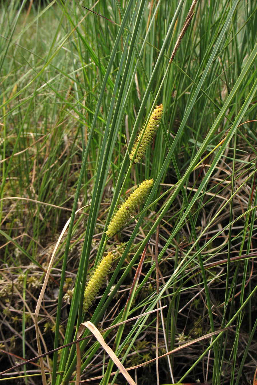 Image of Carex rostrata specimen.