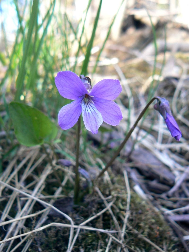 Изображение особи Viola uliginosa.