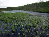 Petasites radiatus. Отцветшие растения в начале вегетативного роста. Кольский п-ов, перекат на р. Белоусиха (нижний левый приток р. Воронья). 03.07.2010.