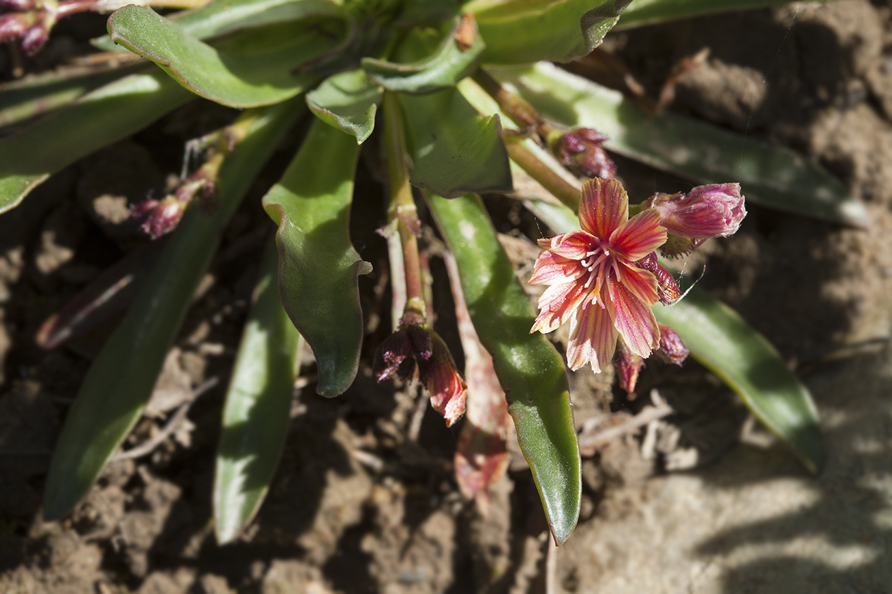 Image of Lewisia cotyledon specimen.