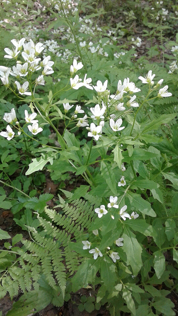 Изображение особи Cardamine amara.