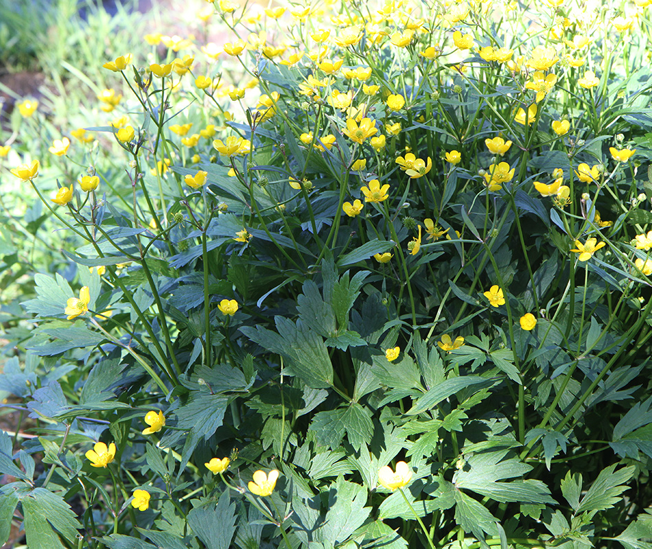 Image of Ranunculus repens specimen.