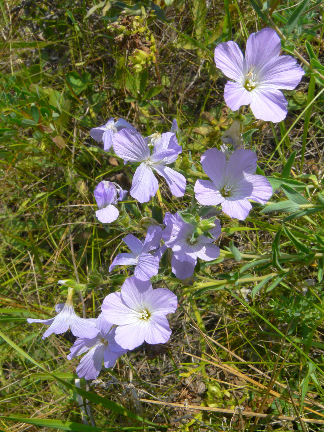 Изображение особи Linum hirsutum.