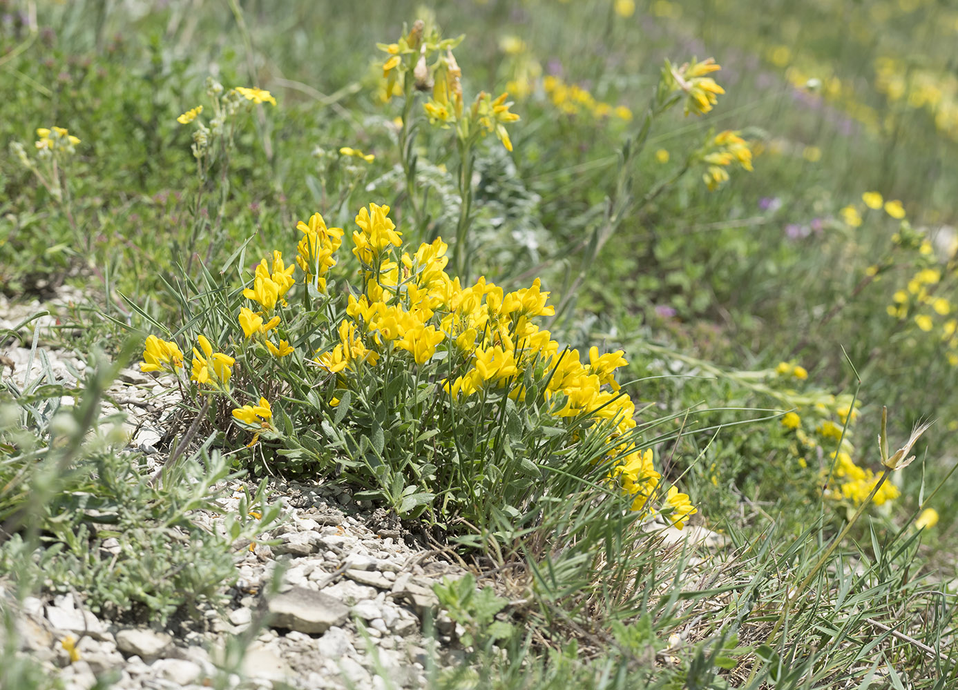 Image of genus Genista specimen.