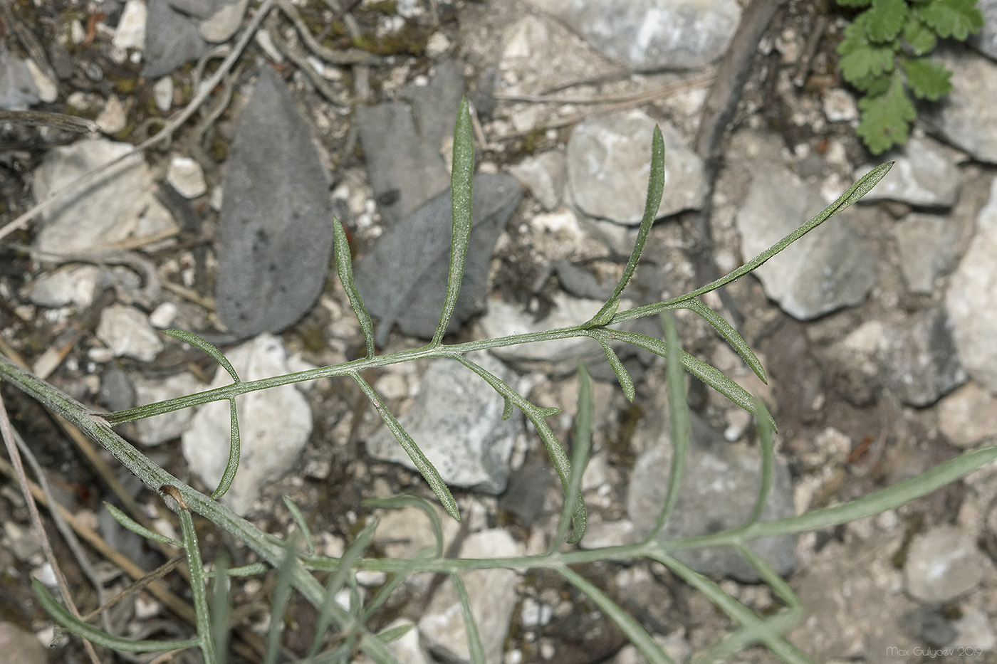 Image of Centaurea caprina specimen.